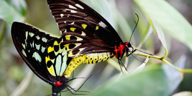 Homem de Nova York acusado de supostamente contrabandear borboletas e outros insetos