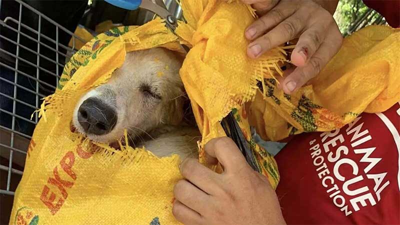 Voluntários salvam cachorros amordaçados em sacos de arroz