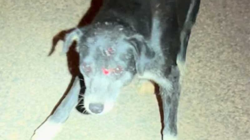 Polícia Civil identifica entregador que agrediu cão com peça de concreto em Goiânia
