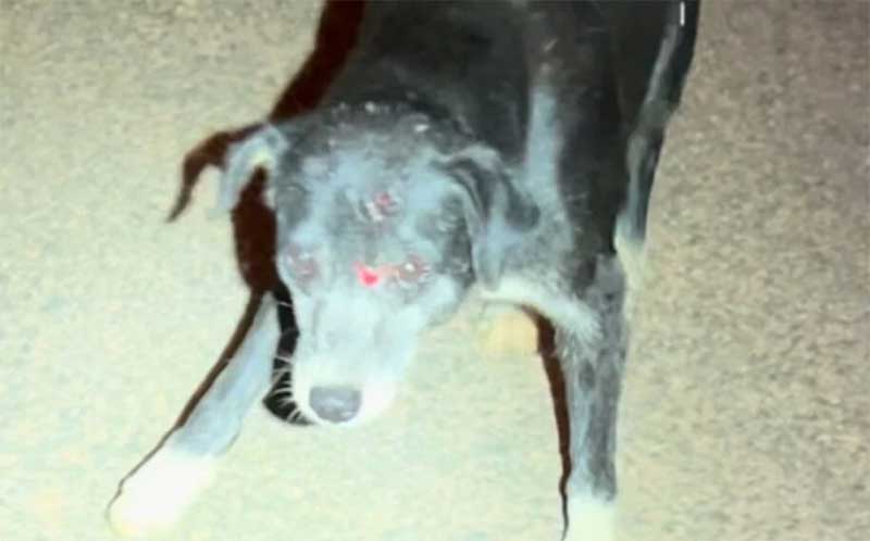 Polícia Civil identifica entregador que agrediu cão com peça de concreto em Goiânia
