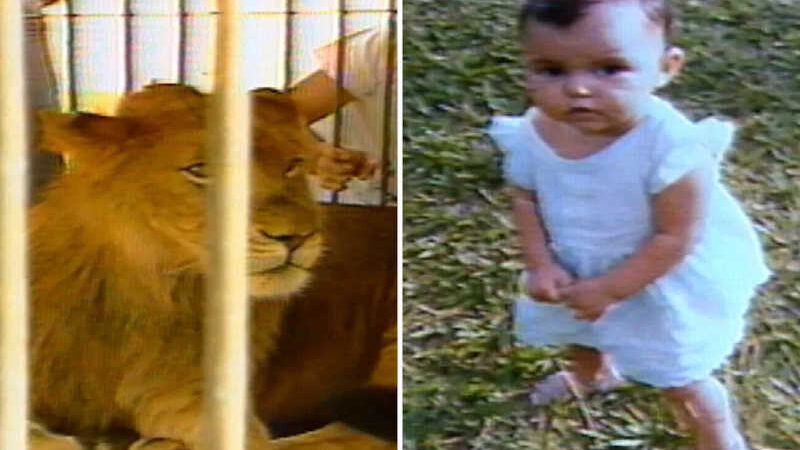 Conheça a história do leão ‘criado como cachorro’ que fugiu pelas ruas de Goiânia e matou criança