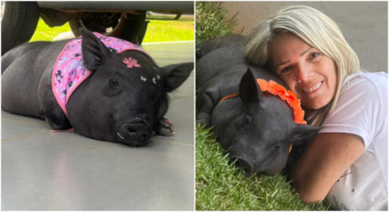 Tutora havia sido obrigada a levar sua porca para a zona rural. Foto: Arquivo pessoal