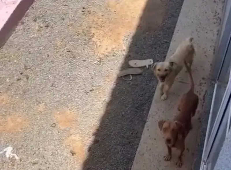 Tutores mudam e abandonam cachorros presos com fome e sede, em Valparaíso de Goiás; vídeo