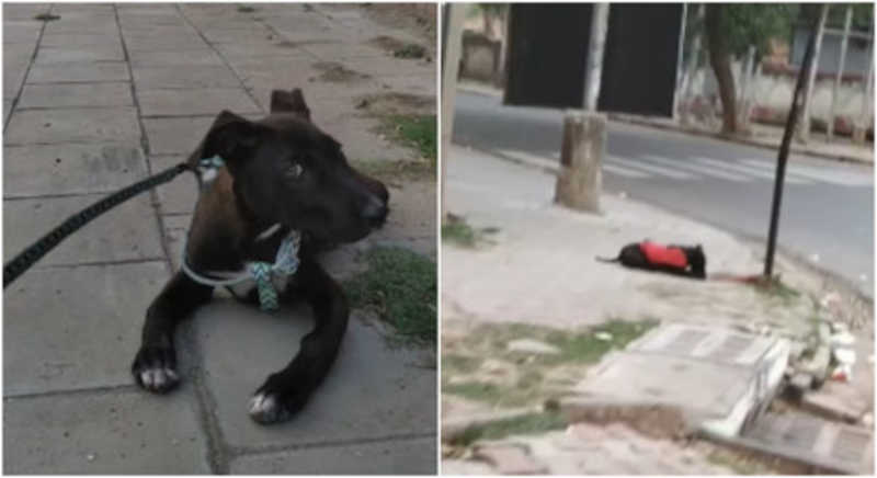 Equipe resgata cachorro preso em poste de rua e motivo do abandono comove