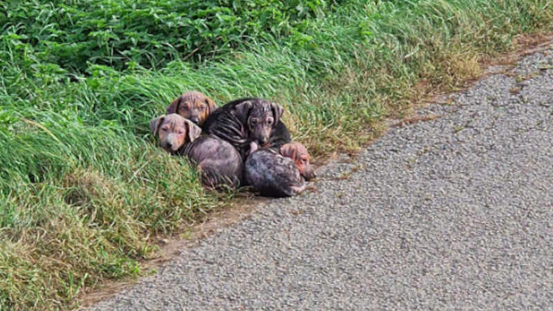 Estes 7 cachorros foram abandonados à beira da estrada para morrerem, mas um milagre aconteceu