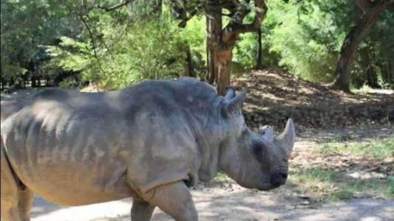 Morre a rinoceronte Luna, animal mais velho do zoológico de Belo Horizonte