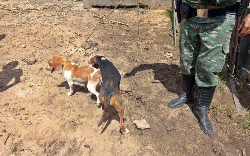 Caçadores ilegais são presos em flagrante em Campo Belo, MG