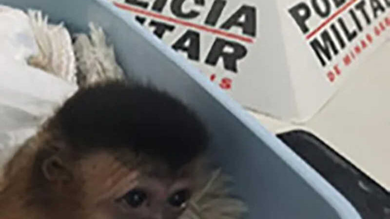 Morre macaco-prego que motivou iniciativas pró-fauna do Governo do