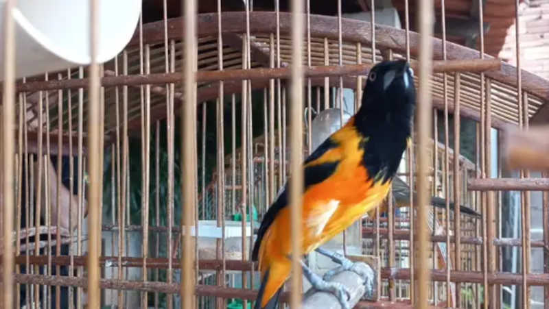 Vídeo: PF prende suspeito de burlar sistema do Ibama para cadastrar pássaros em Itaúna, MG