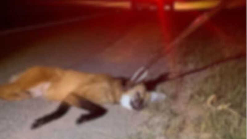 Lobo-guará é resgatado com a pata ferida após atropelamento em estrada de MG