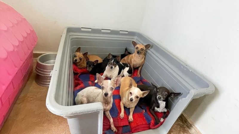 Prefeitura recolhe mais de 40 cães de canil clandestino e multa proprietário em R$ 8 mil em MG