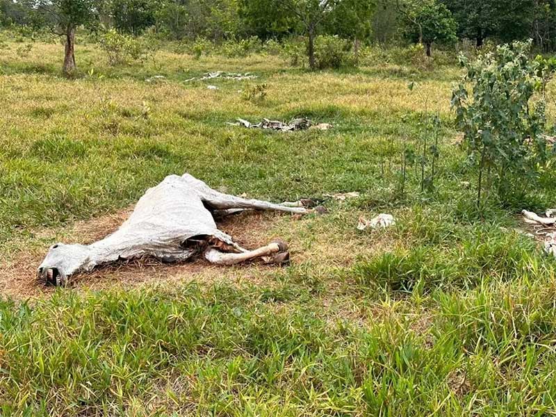 Após denúncias, cemitério de animais a céu aberto é encontrado em Campo Grande, MS