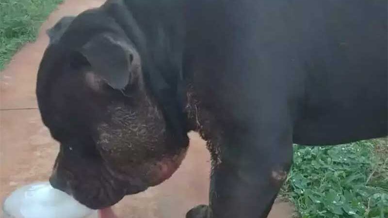 Cachorro sofre queimadura após vizinho jogar bomba em quintal