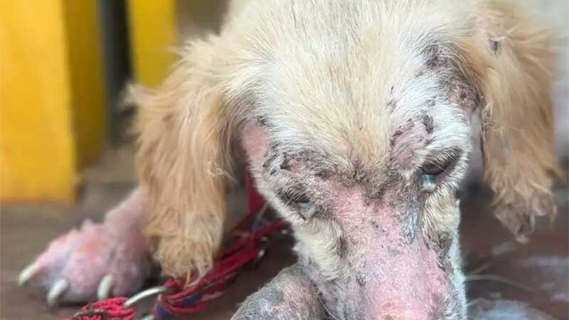 Cadela é resgatada com osso exposto e jovem presa por maus-tratos