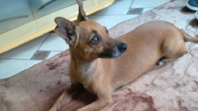 Polícia investiga possível morte de animais por envenenamento em Rio Brilhante, MS