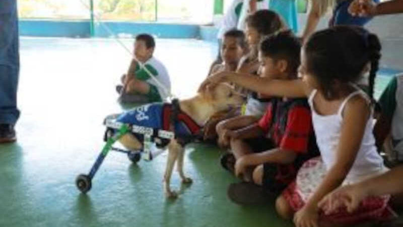 Prefeitura de Cuiabá lança projeto em favor da causa animal com foco no público infantil