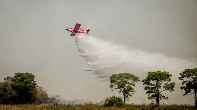 VÍDEO: onça-pintada se esconde do fogo e jacaré morre queimado durante incêndio em parque no Pantanal de MT