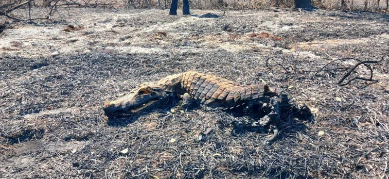 Sucuri expele ovos para tentar fugir de incêndio e morre queimada ao lado do ninho no Pantanal de MT