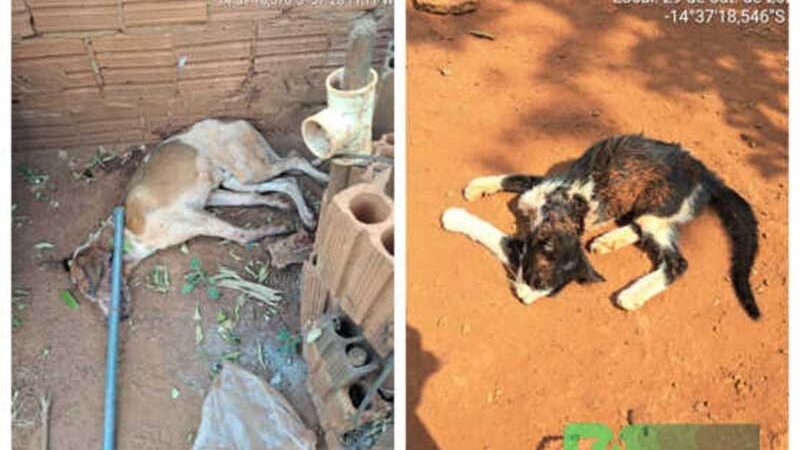 Cachorro e gato são mortos em casa no Mané Garrincha e homem é preso por maus-tratos em Tangará da Serra, MT