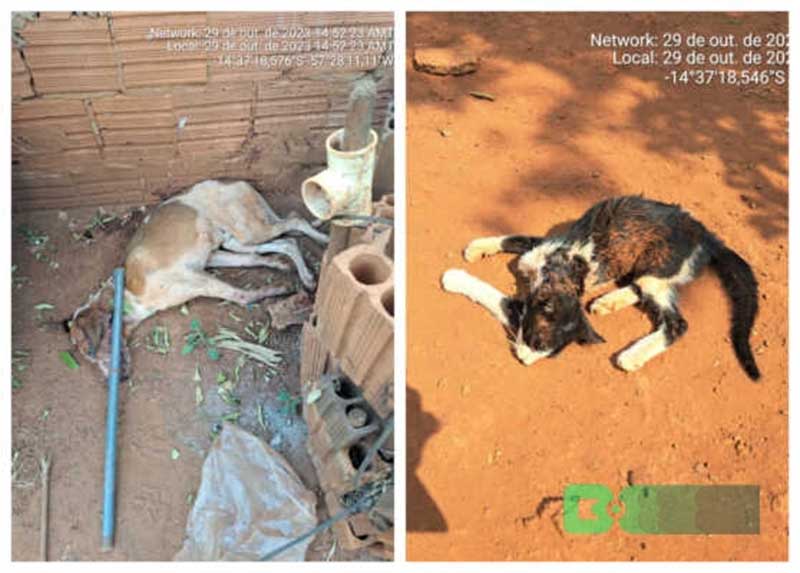 Cachorro e gato são mortos em casa no Mané Garrincha e homem é preso por maus-tratos em Tangará da Serra, MT