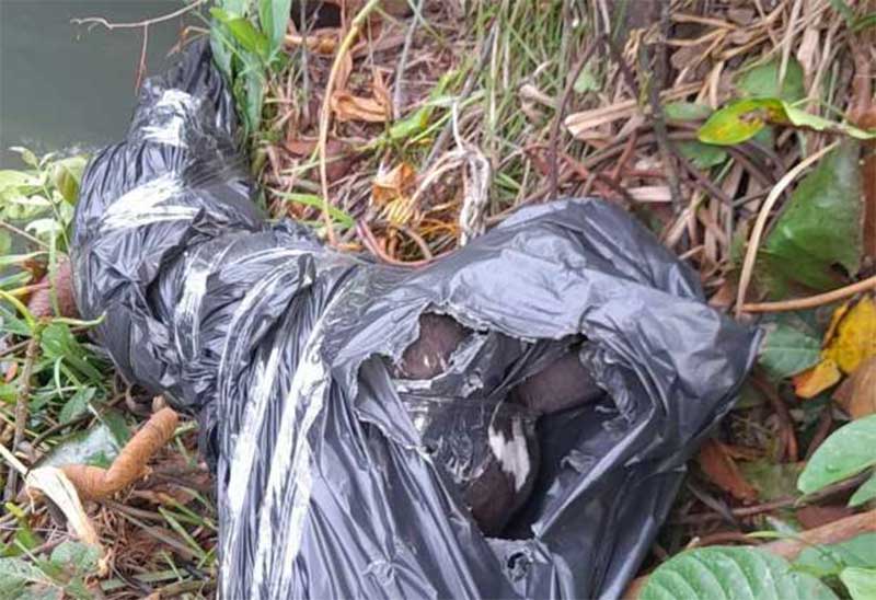 ‘Pacote’ com cachorro morto é abandonado às margens de igarapé Santarém, PA