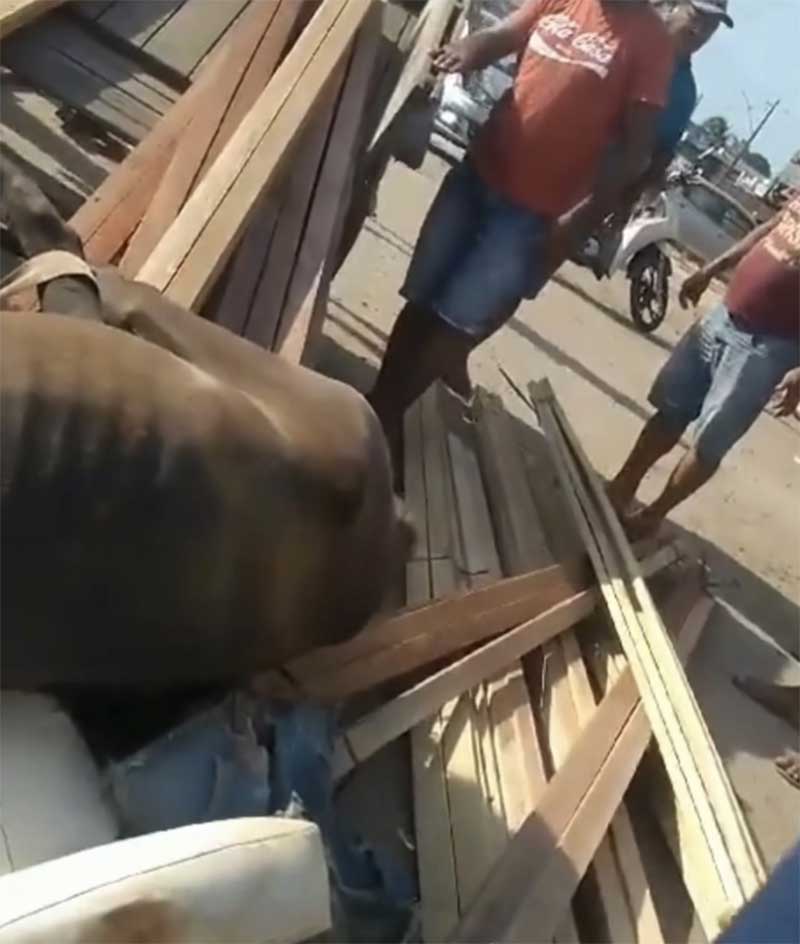 Vídeo: cavalo desaba após não suportar excesso de carga em São Miguel do Guamá, no Pará