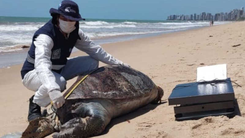 Tartaruga-marinha encalha e morre na praia de Piedade, em Jaboatão dos Guararapes, PE