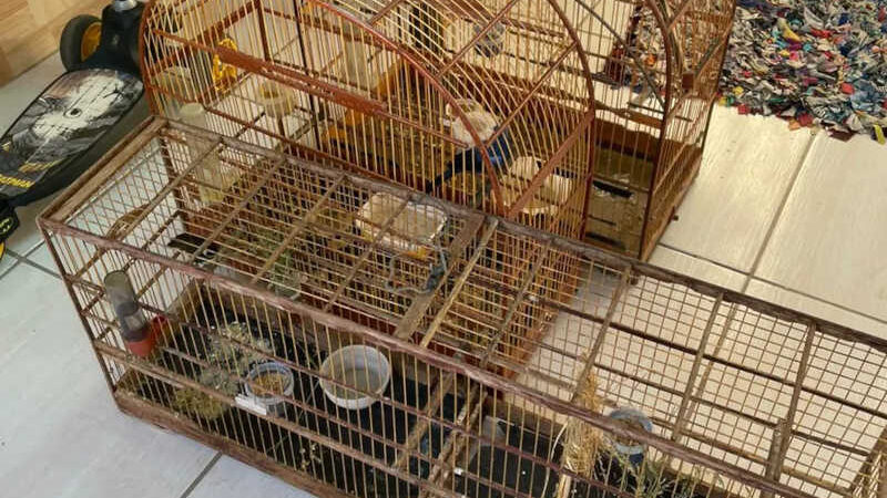 Homem é preso em flagrante em operação da PF e do Ibama por manter pássaros silvestres em cativeiro