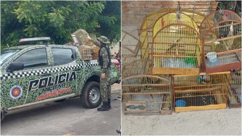 40 pássaros em situação de cativeiro são apreendidos no Piauí
