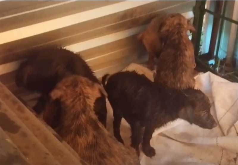 Homem que mantinha cães em condições insalubres é denunciado por maus-tratos em Curitiba