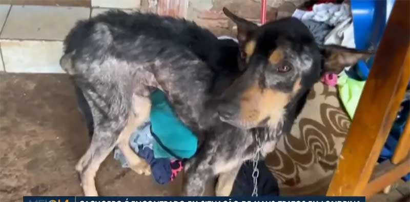 Polícia prende dois suspeitos de maus-tratos contra cachorro, em Londrina, PR