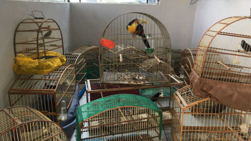 Sabiás, tucanos e até ave em extinção são resgatados de maus-tratos em Rio Branco do Sul, PR
