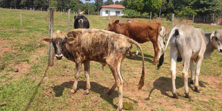 Força Verde encontra animais desnutridos e infestados de carrapatos em propriedade rural de Umuarama, PR