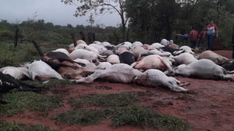 Raio mata 80 bovinos no Paraguai próximo da fronteira com MS