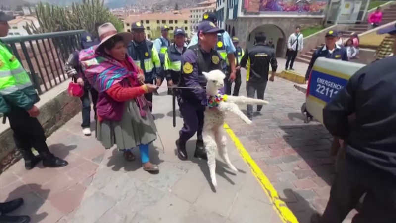 Peru fecha o cerco contra selfies pagas com lhamas e alpacas em cidade turística