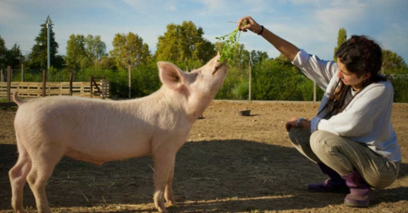 António fugiu do matadouro e invadiu uma comunidade de vegetarianos. Foi a sua sorte