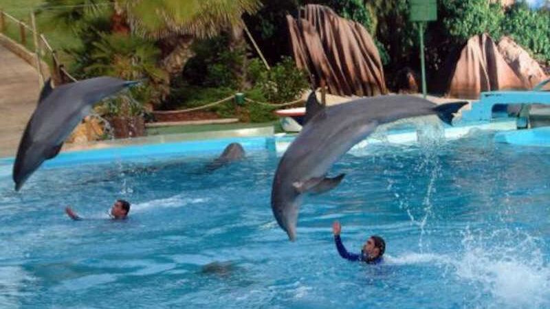 Provedora do animal defende fim dos espetáculos com golfinhos em Portugal