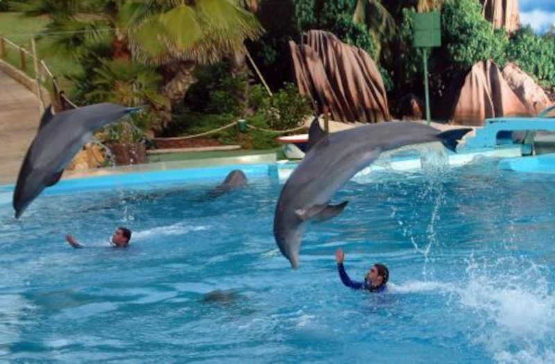 Provedora do animal defende fim dos espetáculos com golfinhos em Portugal