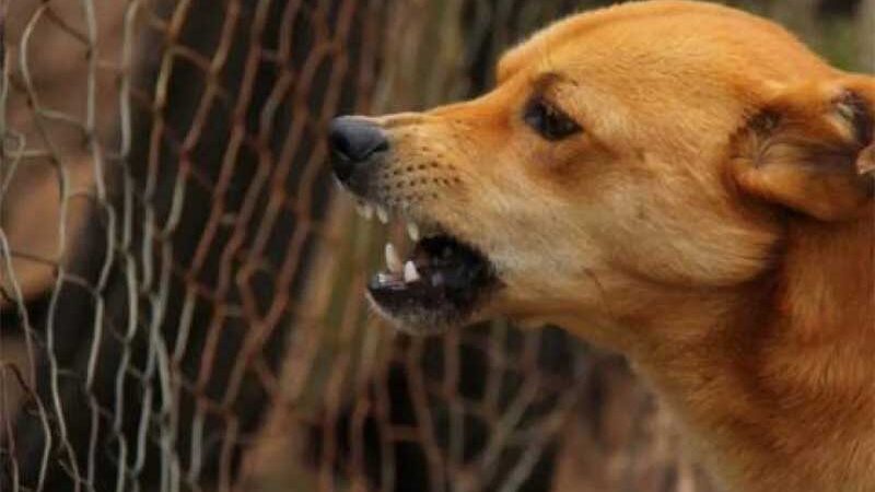 Prefeitura contratará abrigo temporário para animais agressivos em Petrópolis, RJ