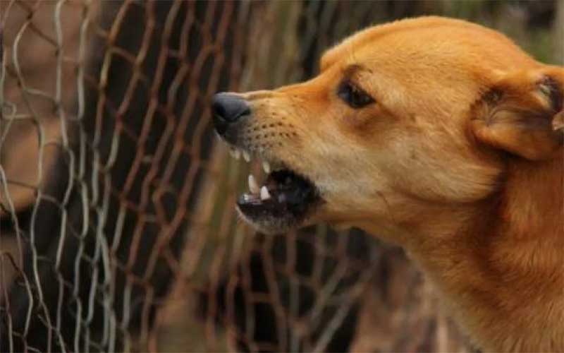 Prefeitura contratará abrigo temporário para animais agressivos em Petrópolis, RJ