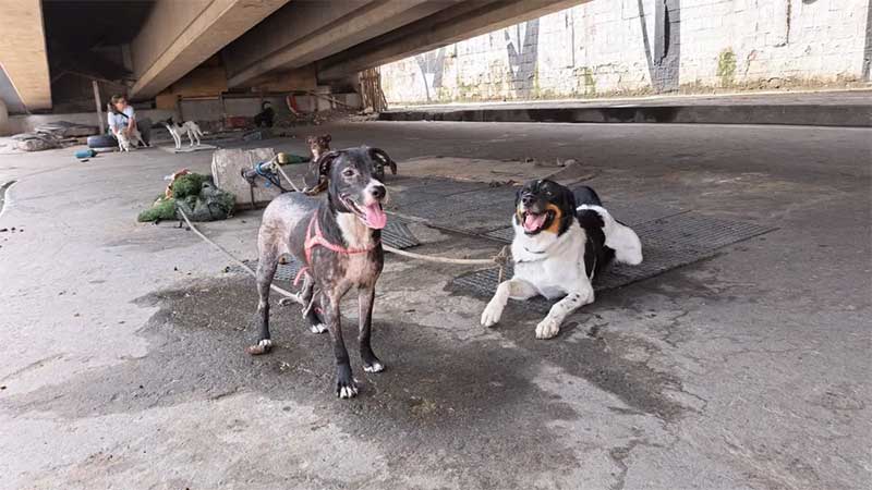 Prefeitura do Rio resgata 11 cães que viviam amarrados sob viaduto na Avenida Brasil
