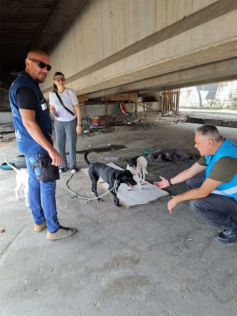 Cães que estavam sob viaduto na Avenida Brasil são resgatados — Foto: Divulgação
