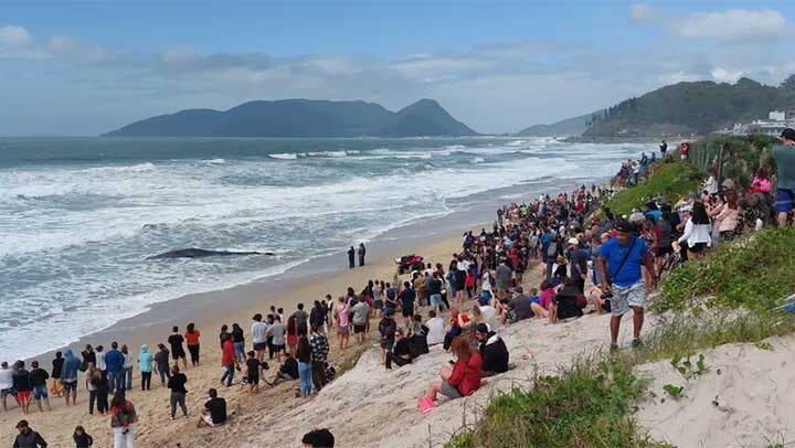 Baleia de 11 metros encalha em Florianópolis e moradores se mobilizam para devolvê-la ao mar