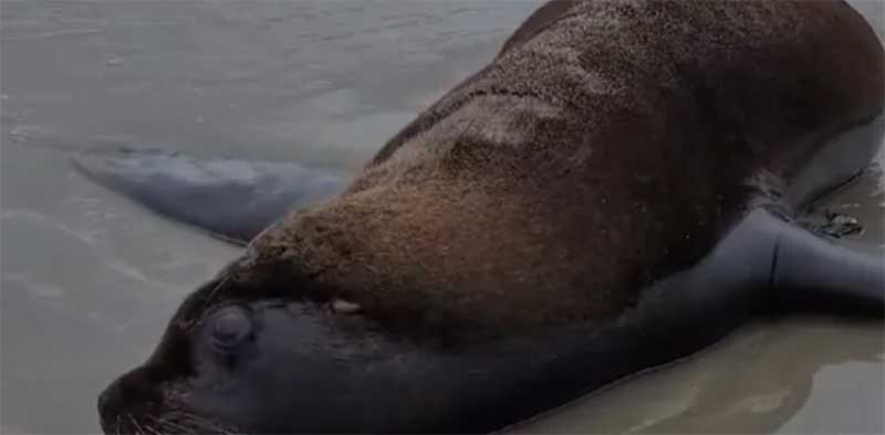 Garopaba confirma morte de leão-marinho por gripe aviária; é o 1º caso em mamífero em SC