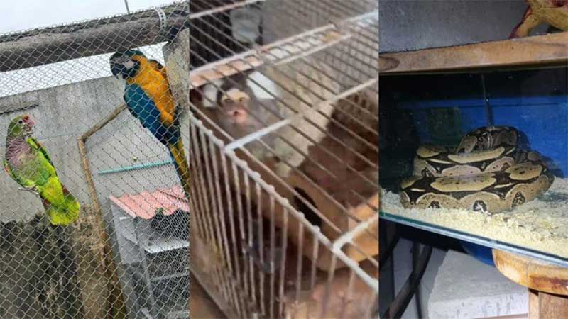 Traficante é preso com mini-zoológico dentro de casa em Santa Catarina