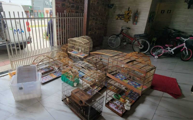 VÍDEO: Polícia Civil descobre zoológico ilegal com 45 animais silvestres em Itajaí