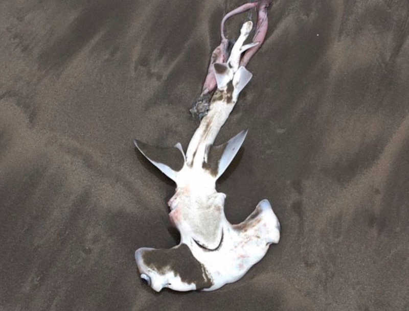 Tubarão-martelo é encontrado morto em praia de Porto Belo, SC