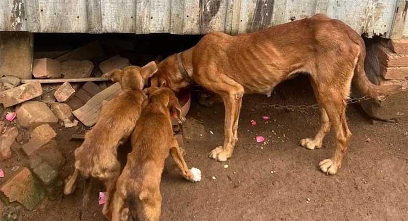 VÍDEO: seis cães são resgatados de situação de maus-tratos em Rodeio, SC