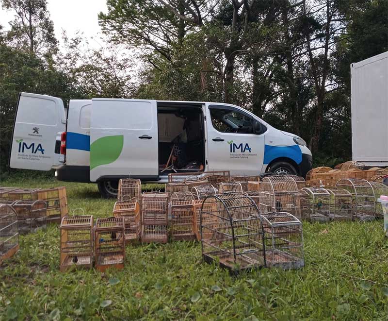 IMA e Polícia Militar de Santo Amaro da Imperatriz (SC) resgatam mais de 100 aves silvestres