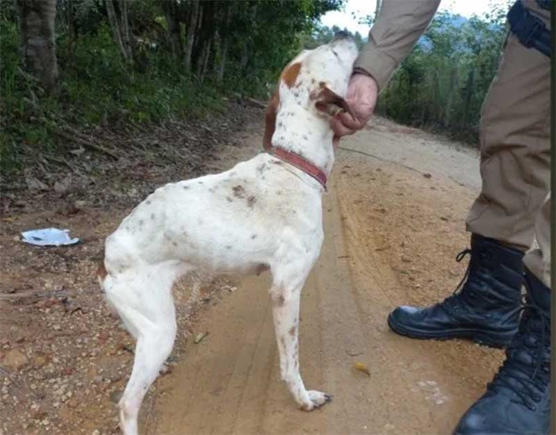 Cachorros são encontrados em situação deplorável de maus-tratos em São João Batista, SC